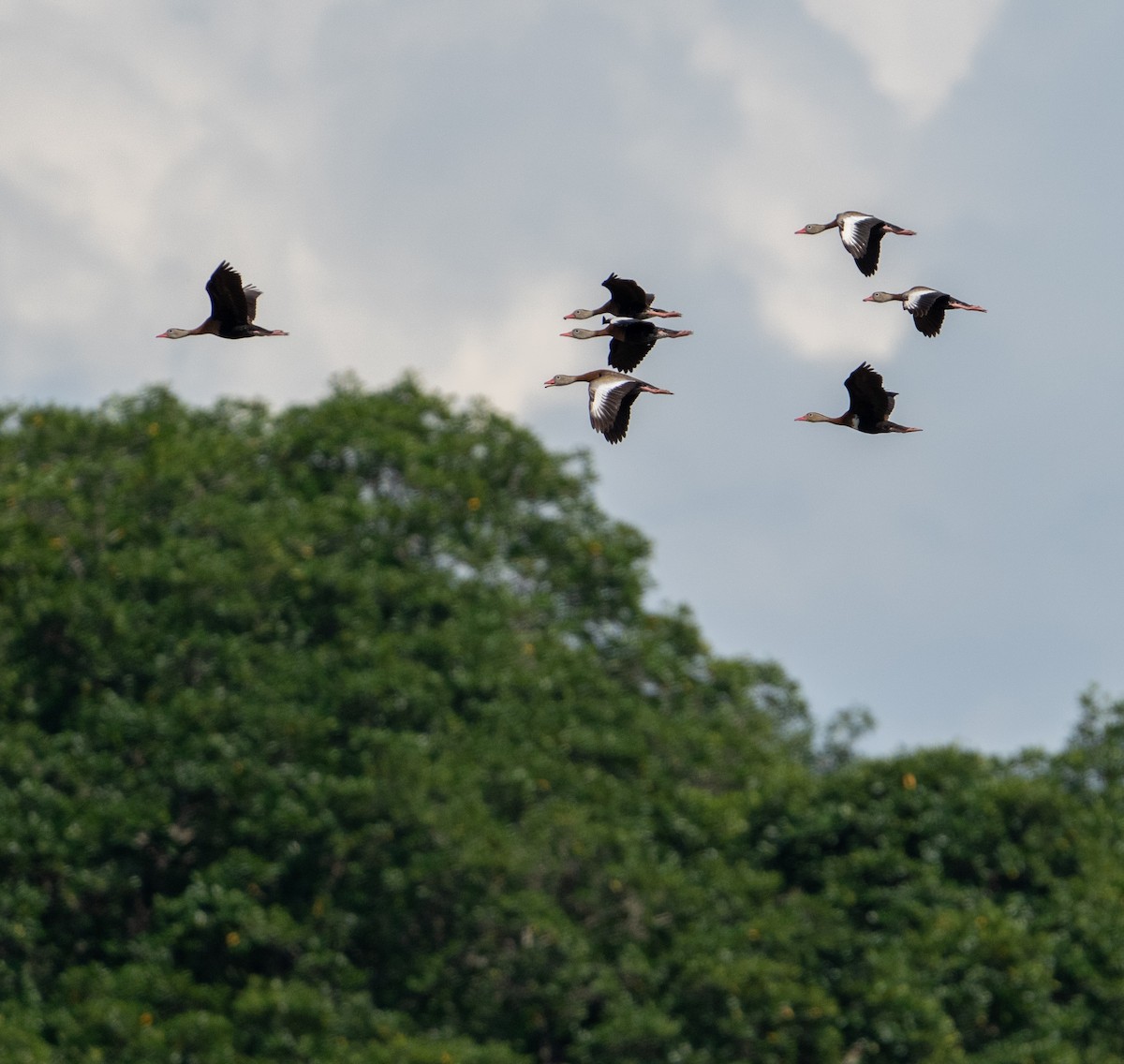 Black-bellied Whistling-Duck - ML645819076