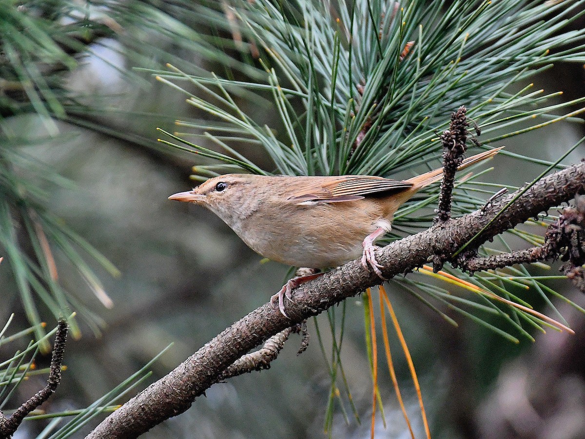 Manchurian Bush Warbler - ML645819077