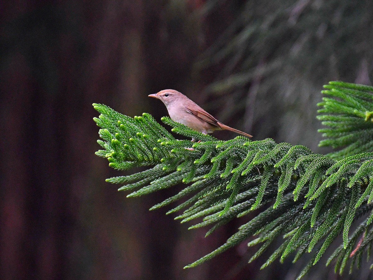 Manchurian Bush Warbler - ML645819078