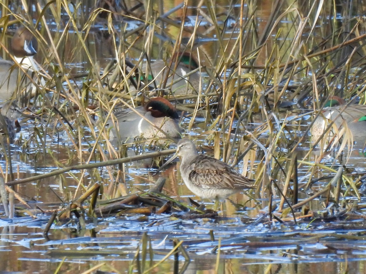 Long-billed Dowitcher - ML645819079