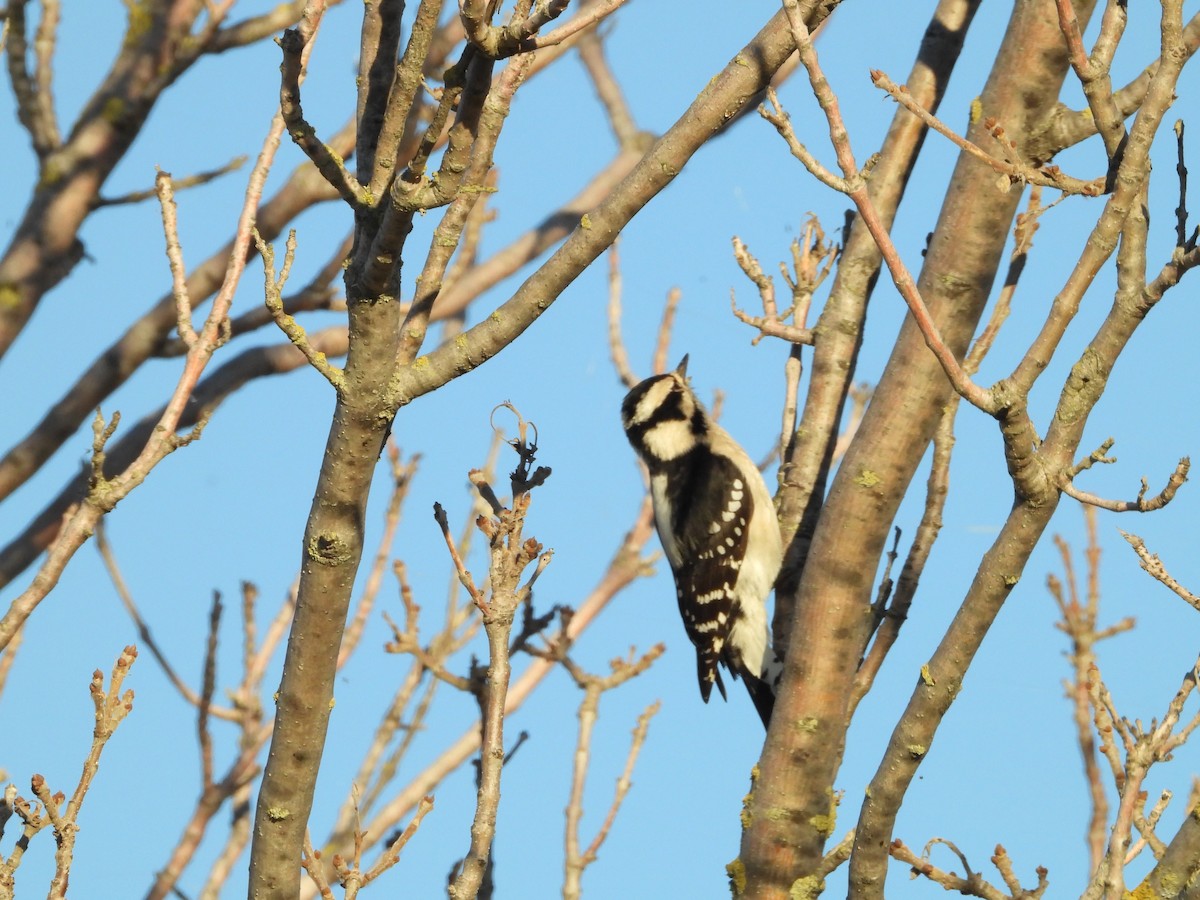 Downy Woodpecker - ML645819080