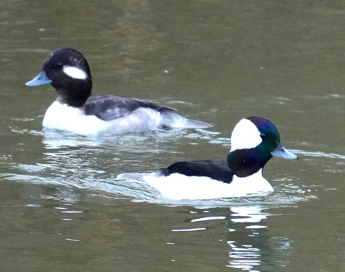 Bufflehead - ML645819084