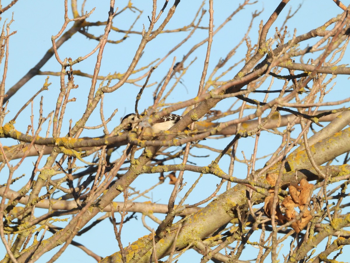 Downy Woodpecker - ML645819085