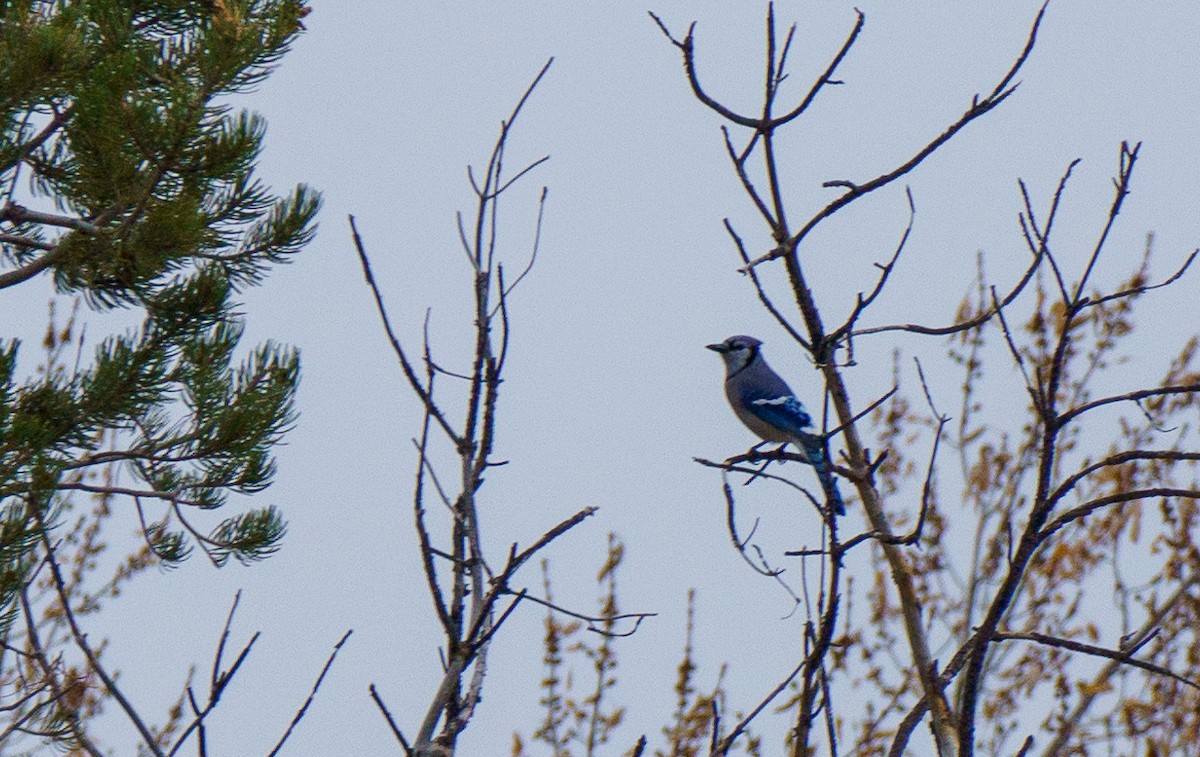 Blue Jay - ML645819086