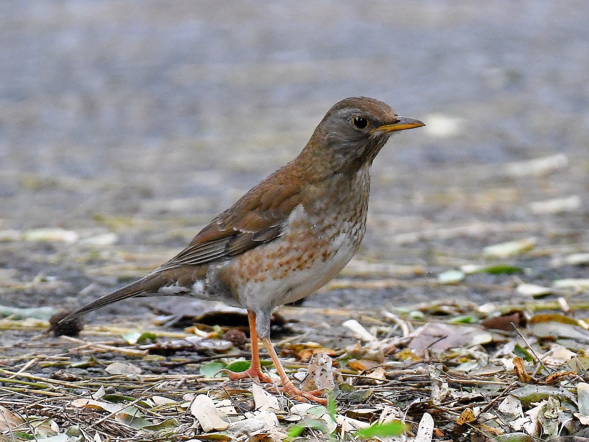 Pale Thrush - ML645819087