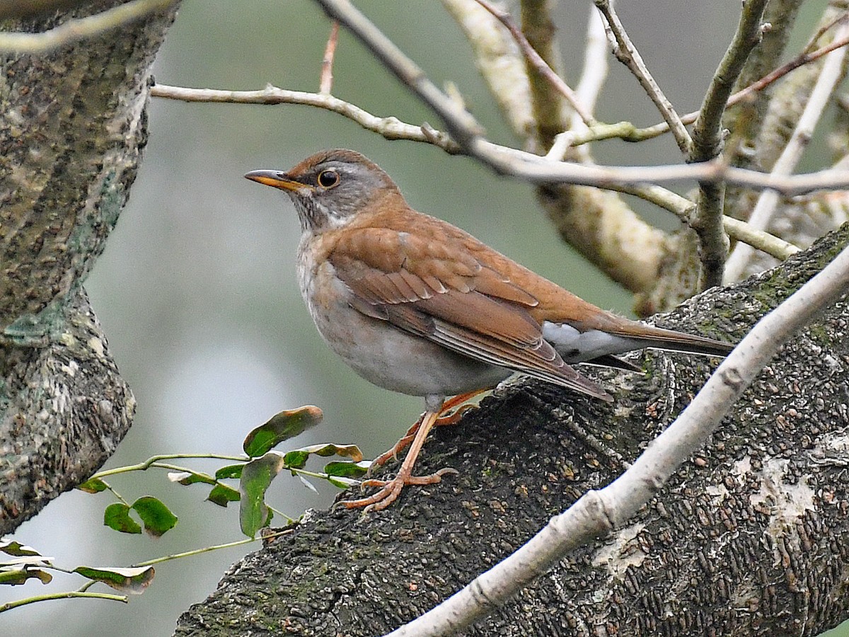 Pale Thrush - ML645819088