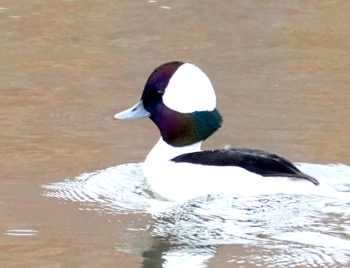 Bufflehead - ML645819089