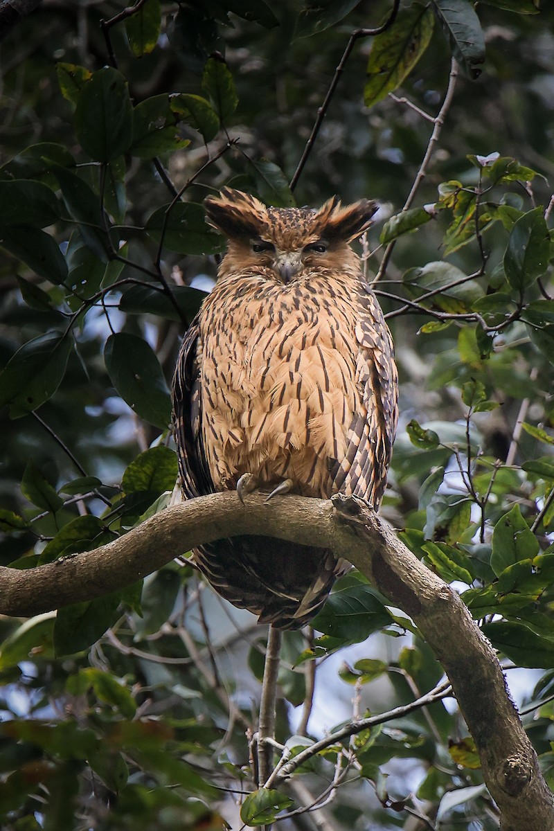 Tawny Fish-Owl - ML645819100