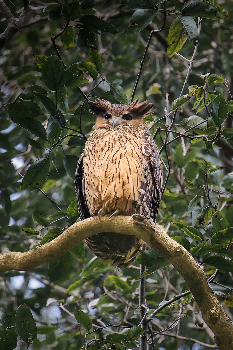 Tawny Fish-Owl - ML645819102