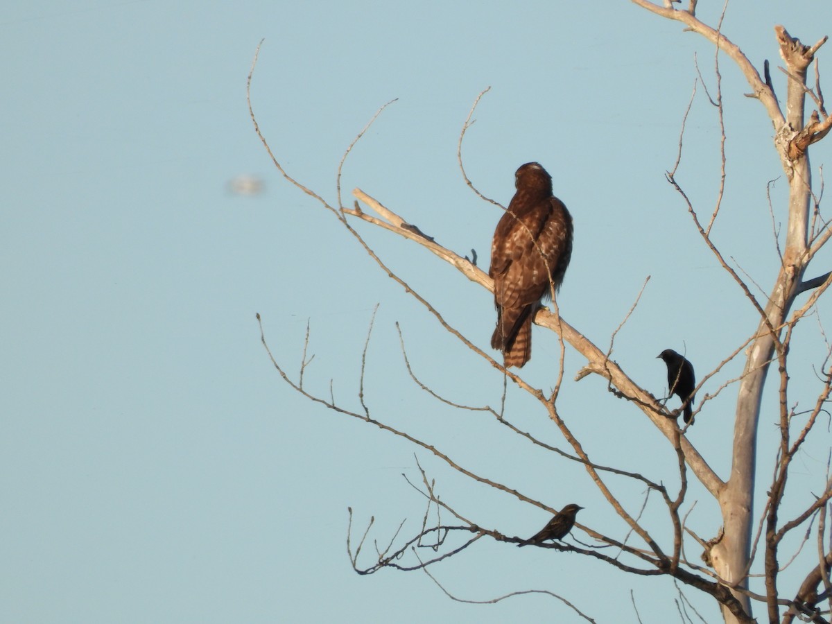Red-winged Blackbird - ML645819103