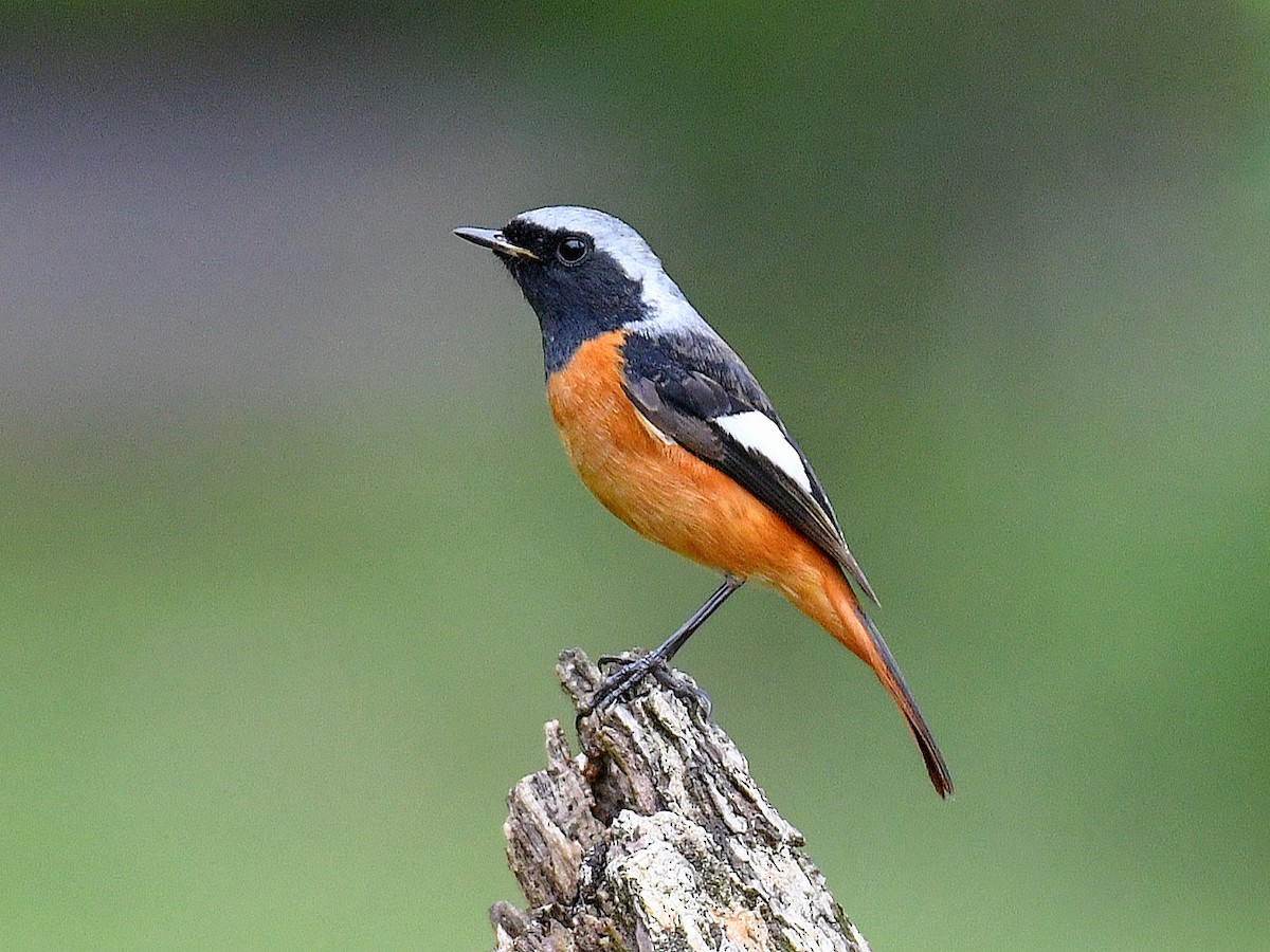 חכלילית סיבירית - ML645819167