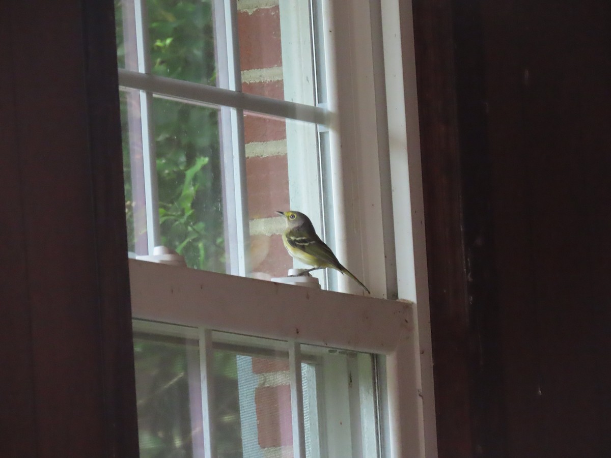 White-eyed Vireo - ML645819175