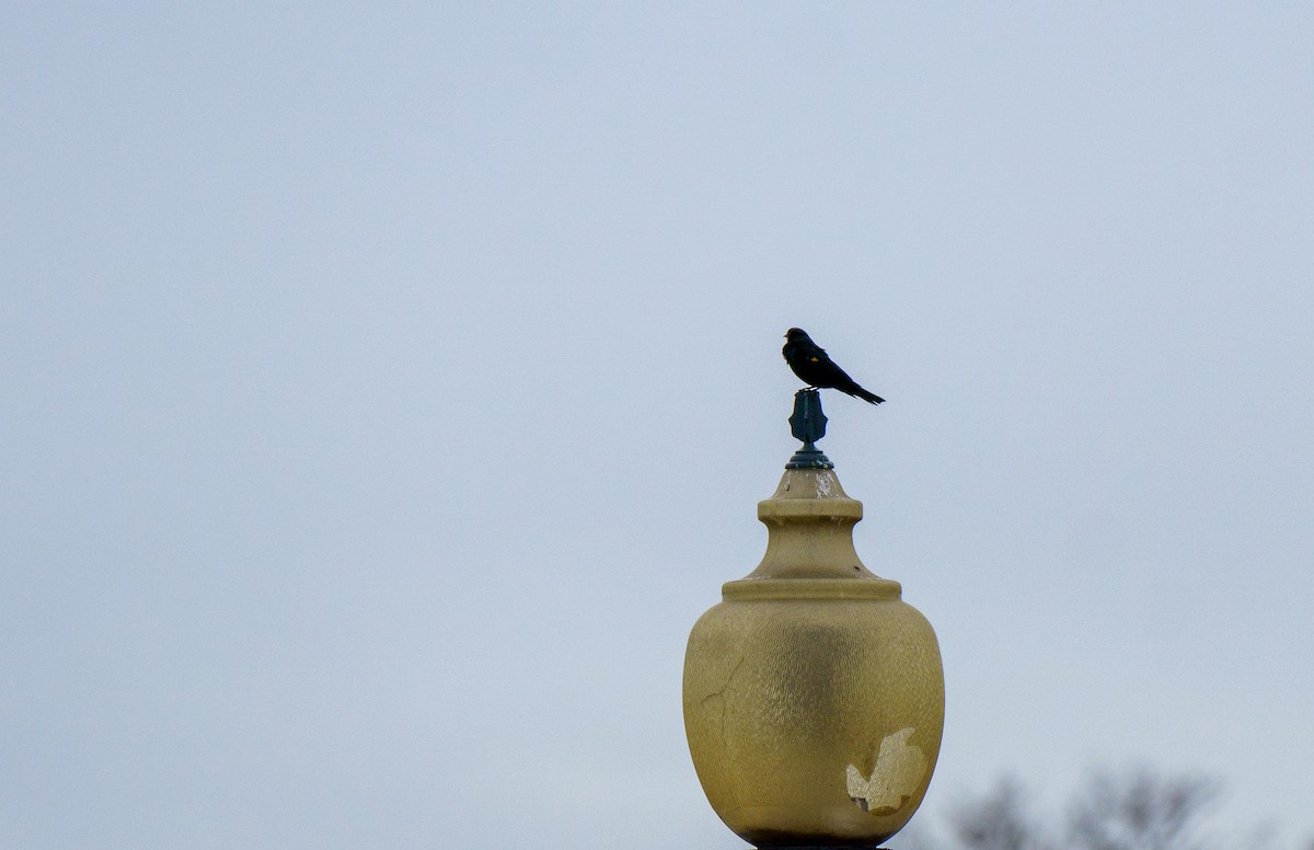 Red-winged Blackbird - ML645819206