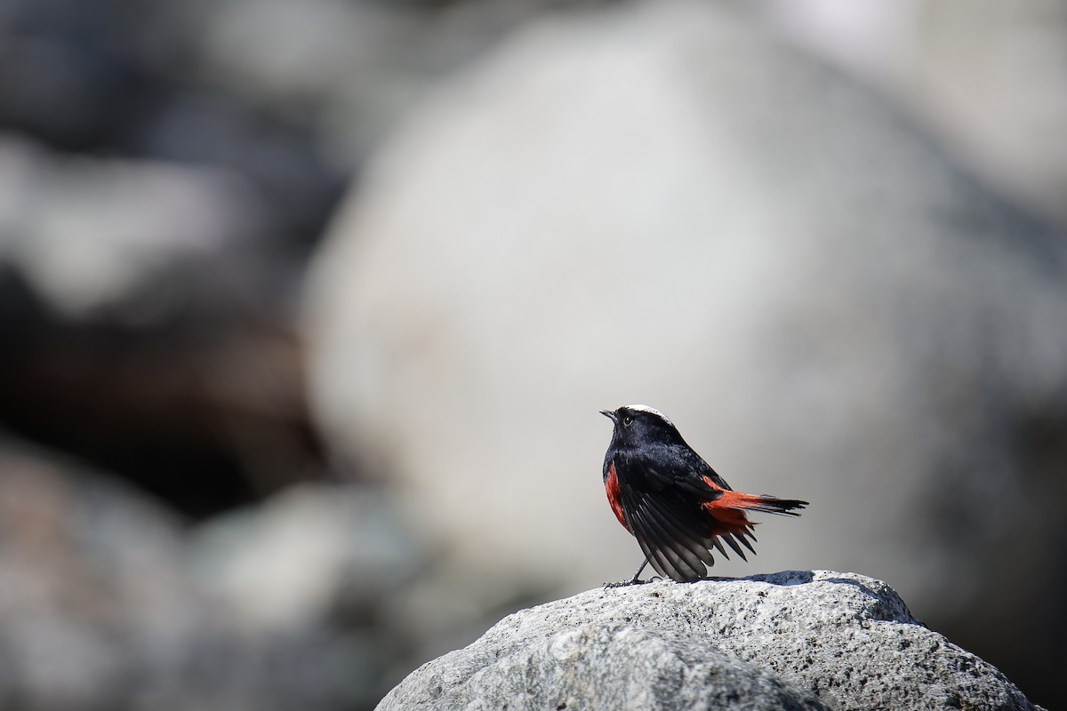 White-capped Redstart - ML645819211