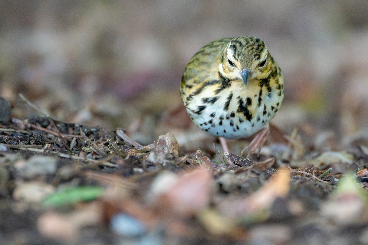 Yeşil Sırtlı İncirkuşu - ML645819232