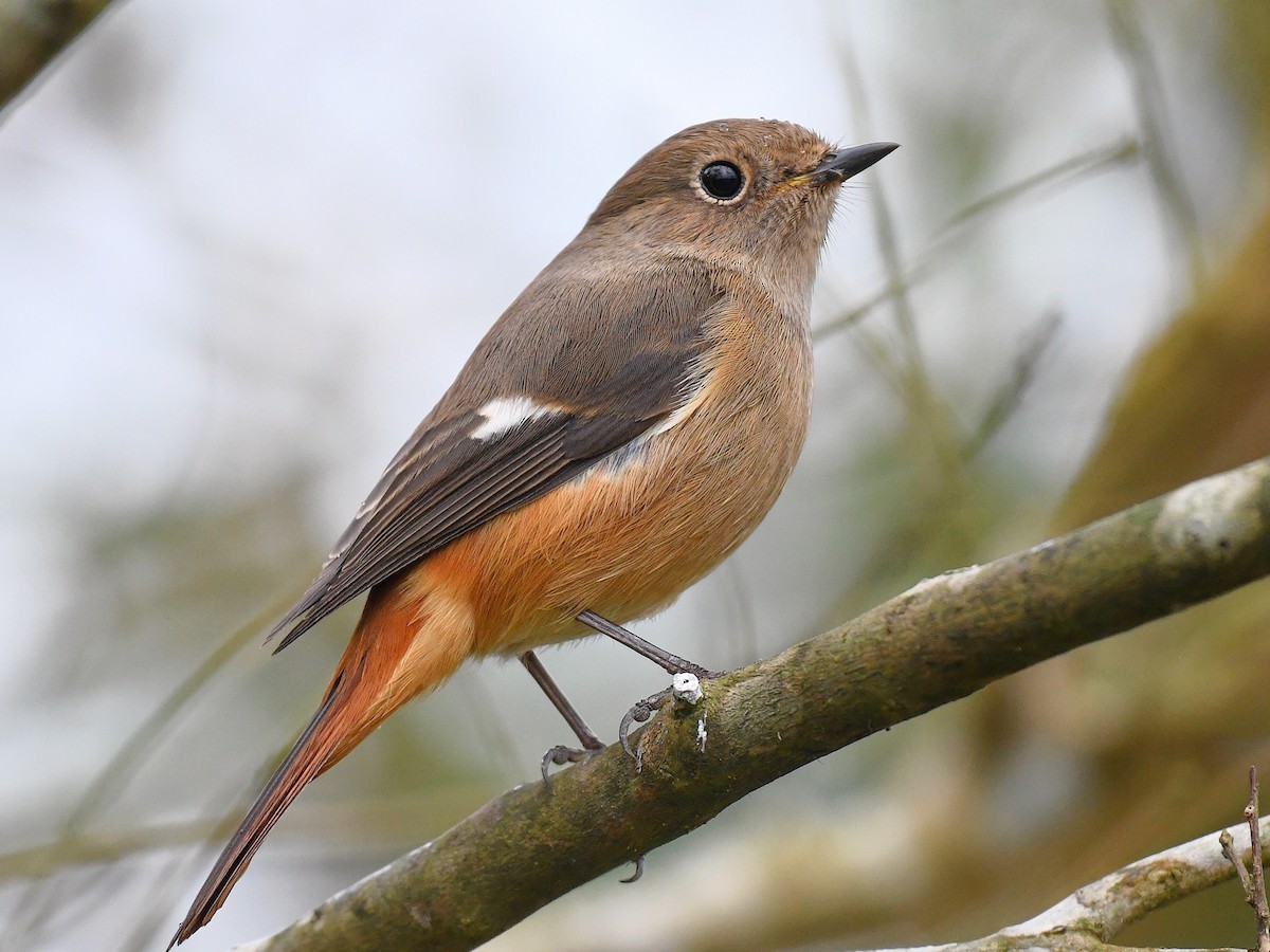 חכלילית סיבירית - ML645819238
