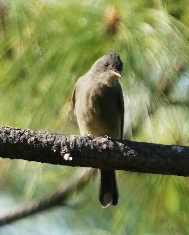 Greater Pewee - ML645819239