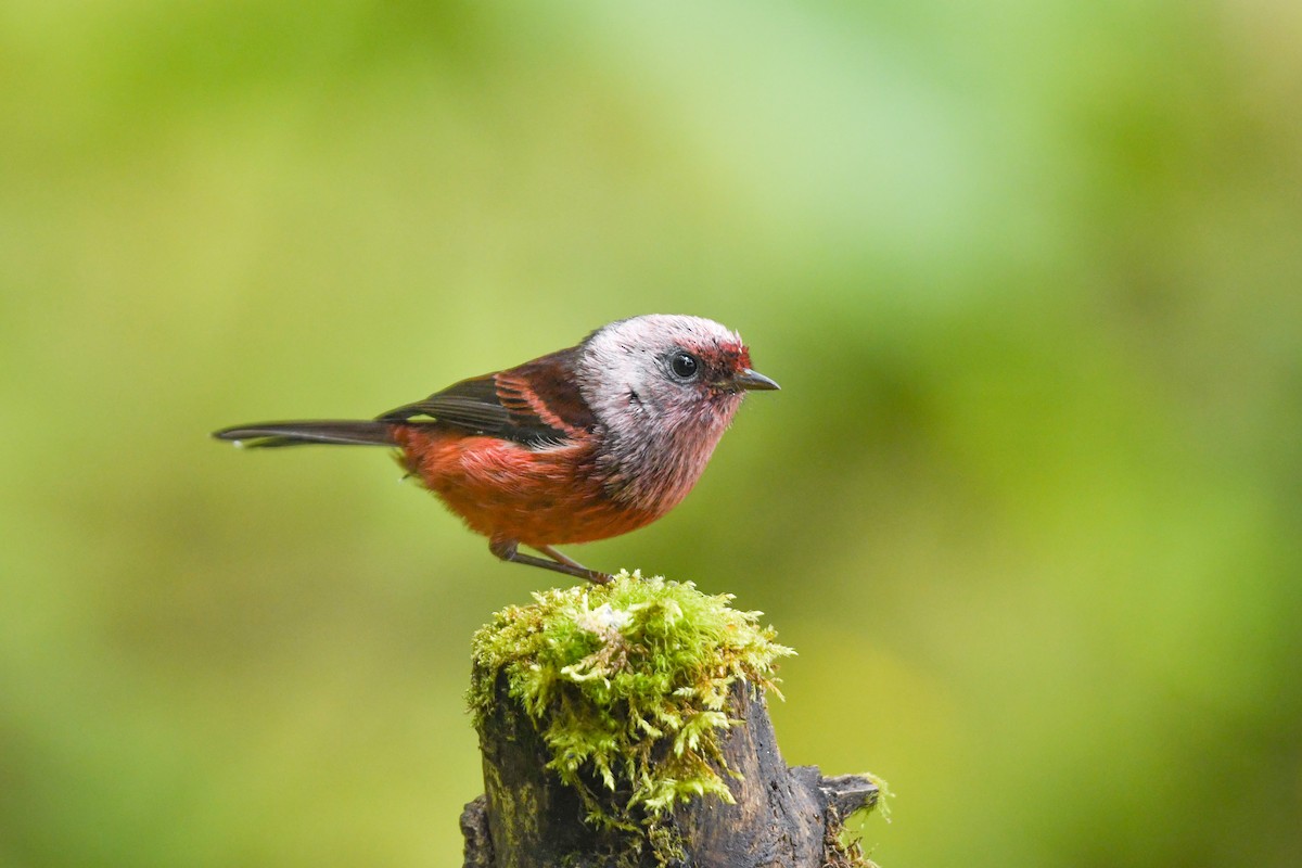 Pink-headed Warbler - ML645819241