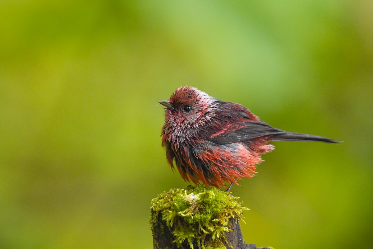 Червоній рожевоголовий - ML645819242