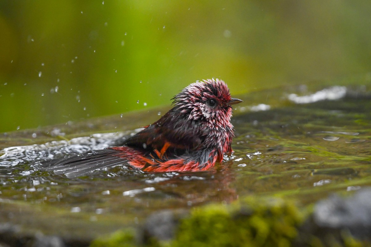 Червоній рожевоголовий - ML645819243