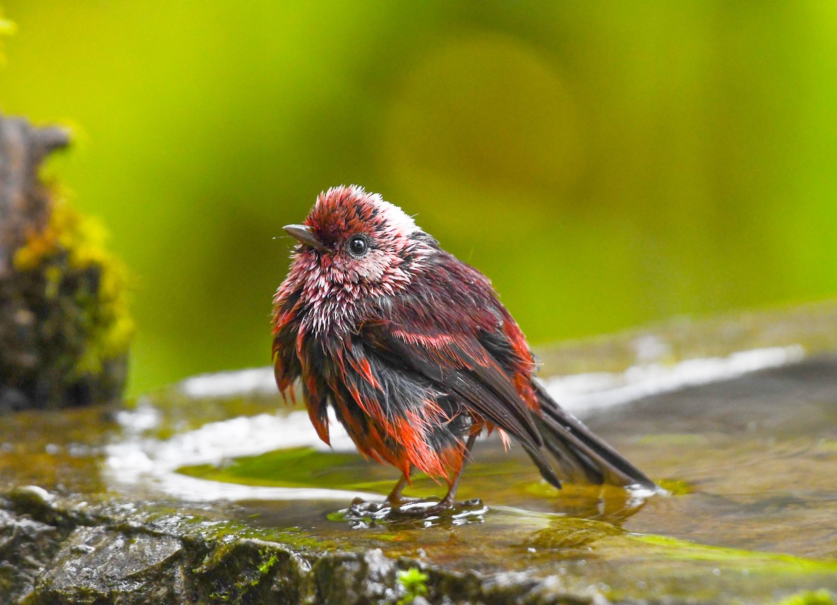 Pink-headed Warbler - ML645819244
