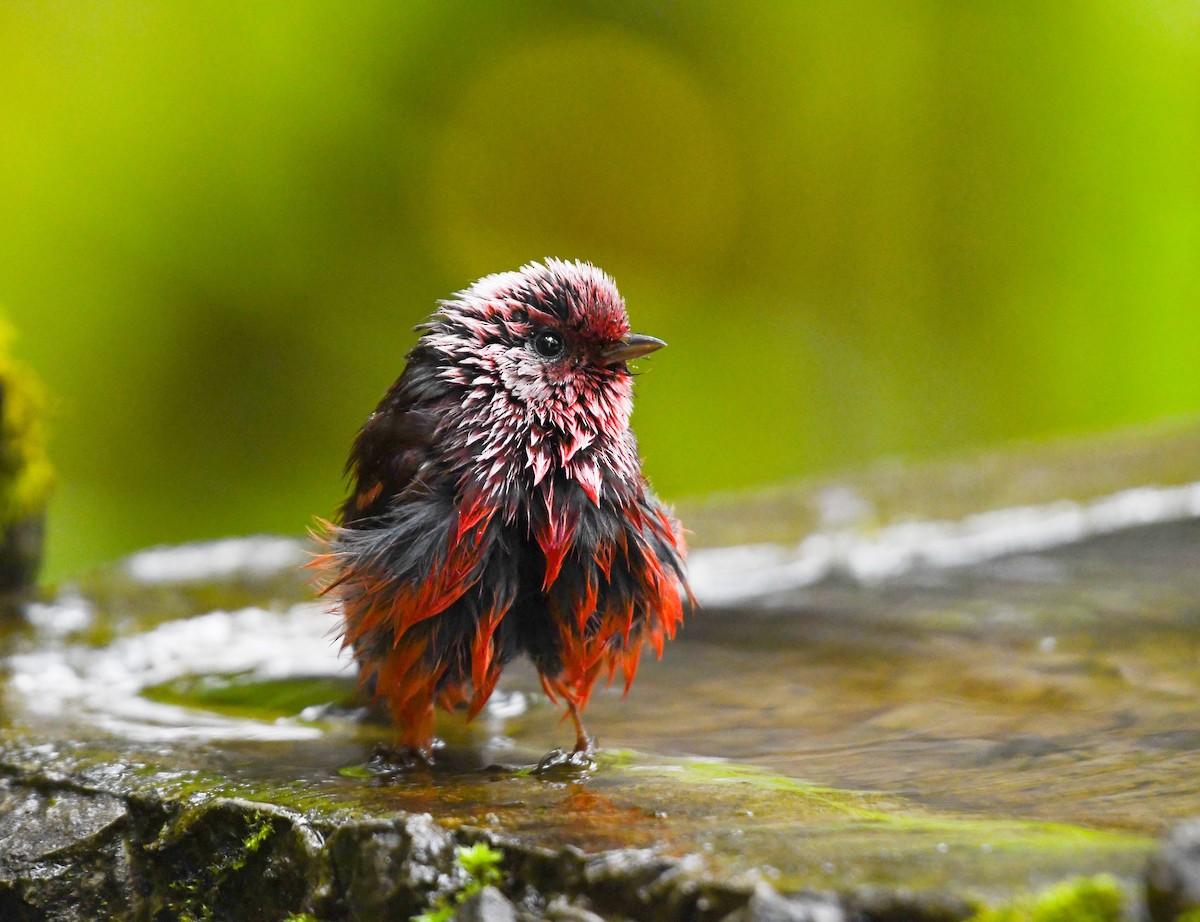 Червоній рожевоголовий - ML645819245