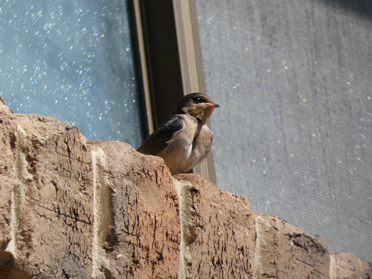 Welcome Swallow - ML645819246