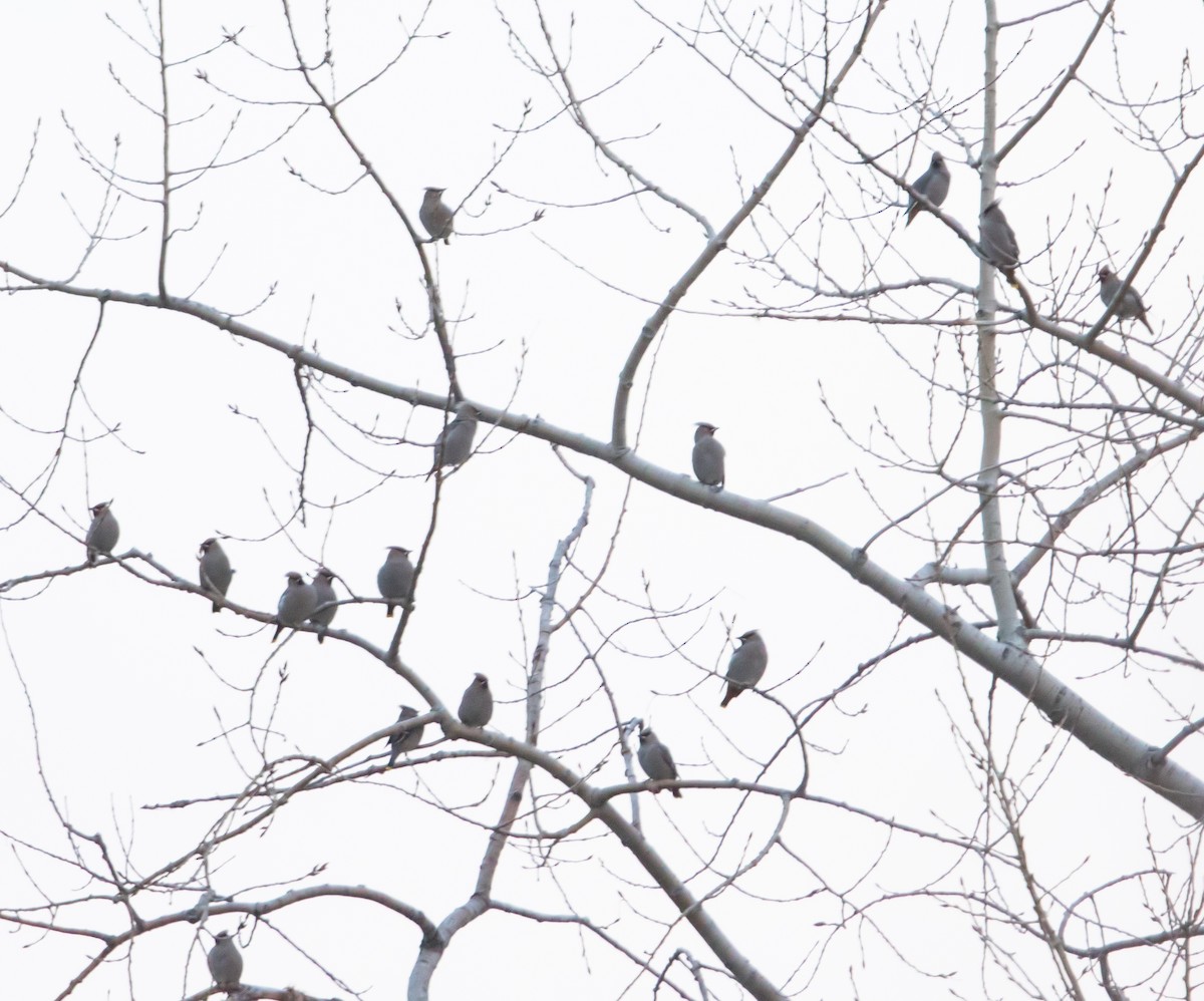 İpekkuyruk - ML645819248