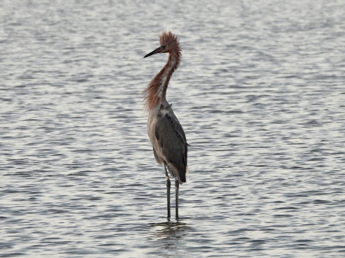 Tricolored Heron - ML645819249