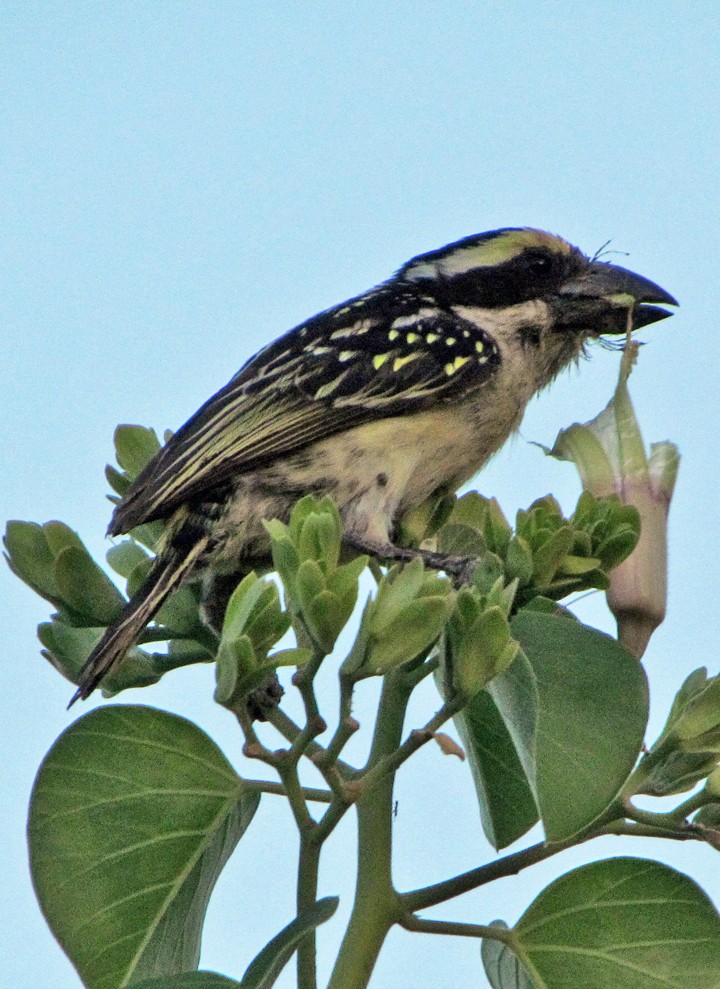Red-fronted Barbet - ML645819250
