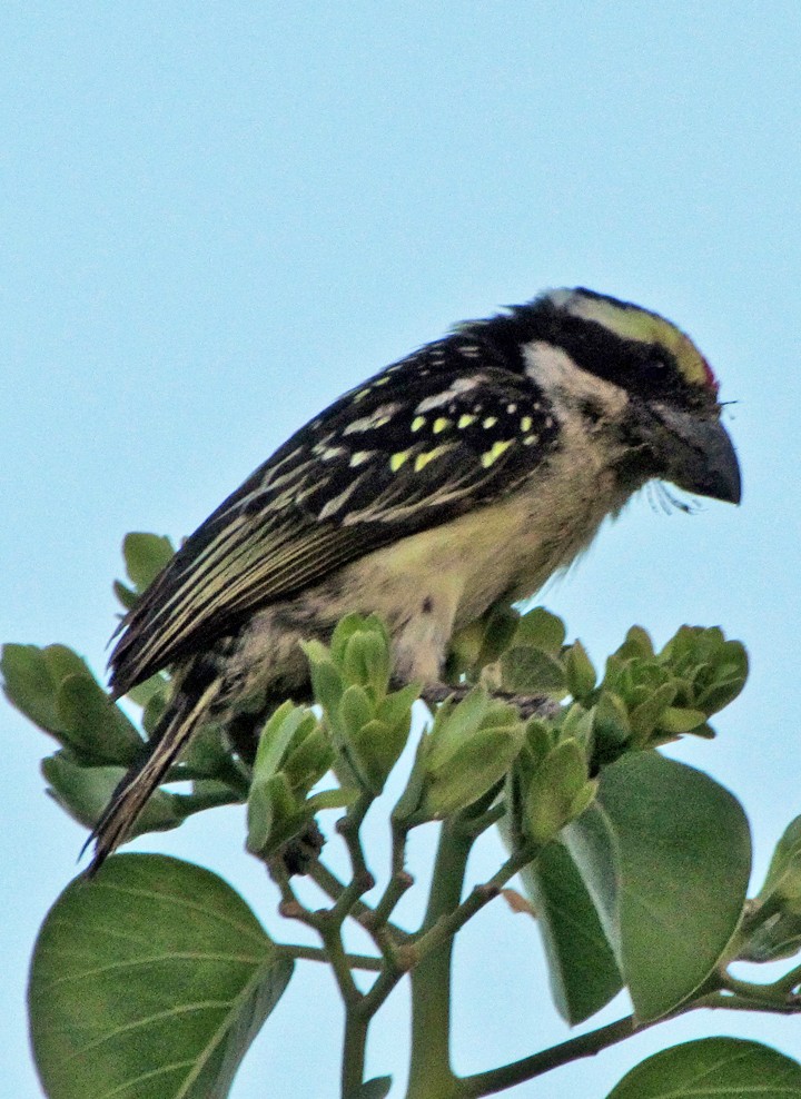 Red-fronted Barbet - ML645819251