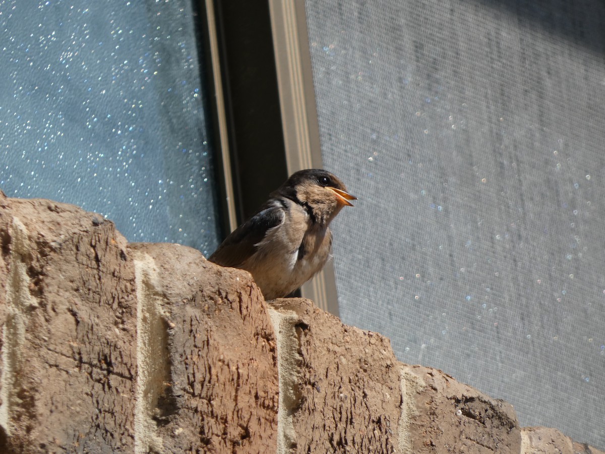 Welcome Swallow - ML645819252