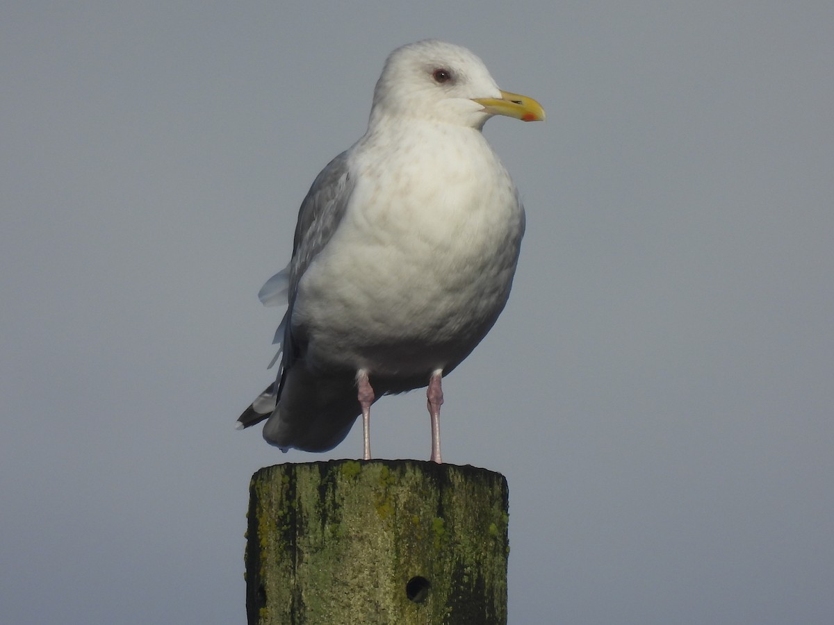 Iceland Gull - ML645819253