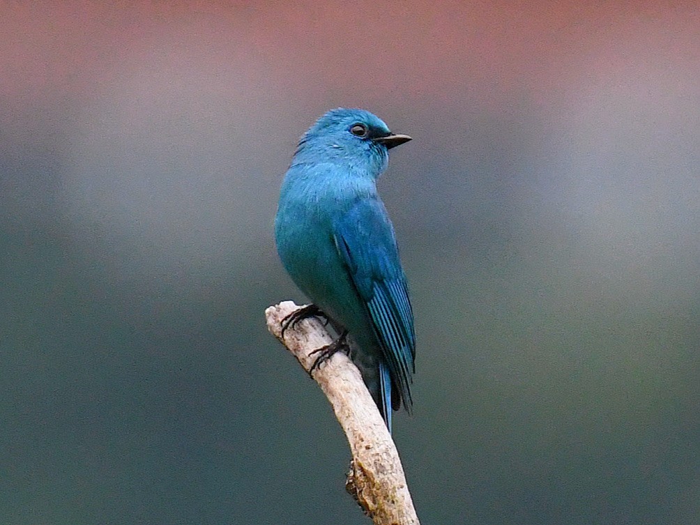 Verditer Flycatcher - ML645819255