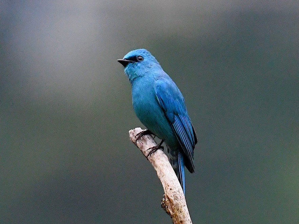 Verditer Flycatcher - ML645819256