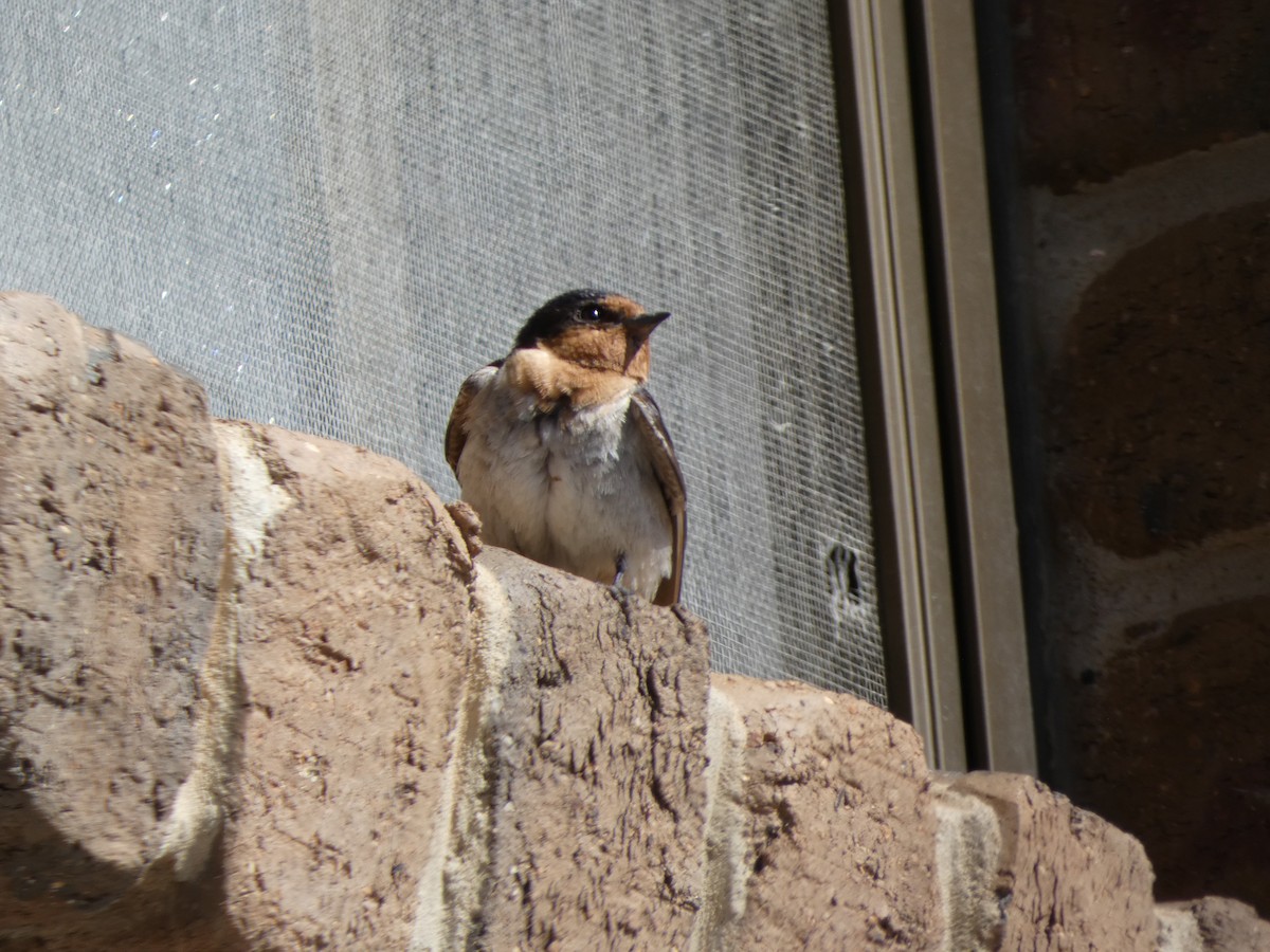 Welcome Swallow - ML645819257