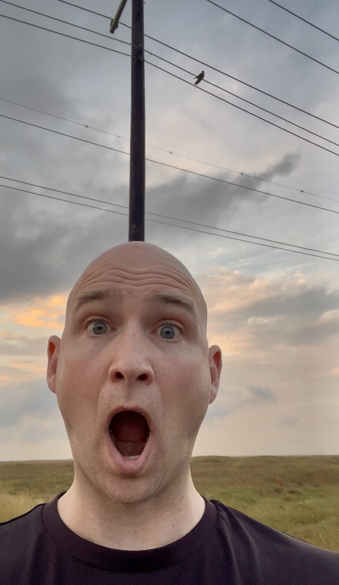 Aplomado Falcon - ML645819258