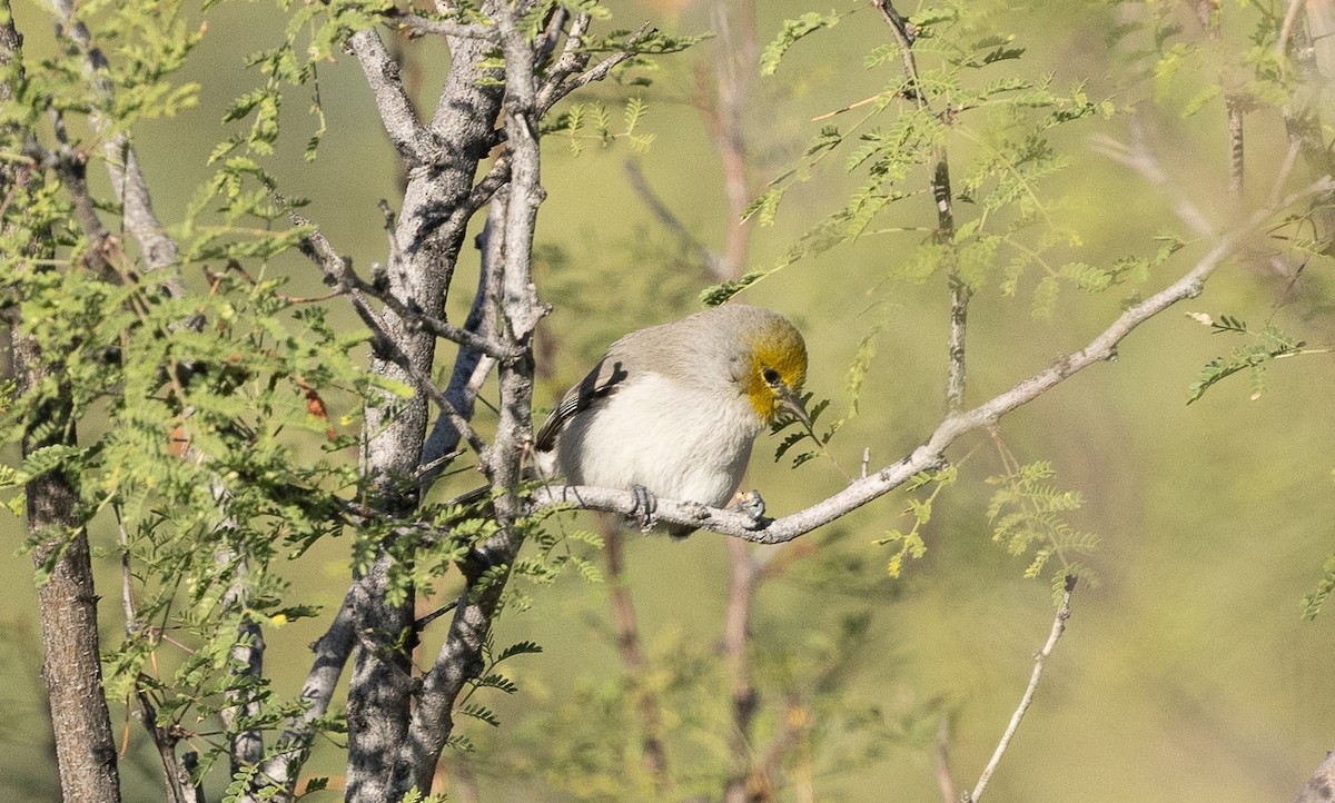 Verdin - ML645819263