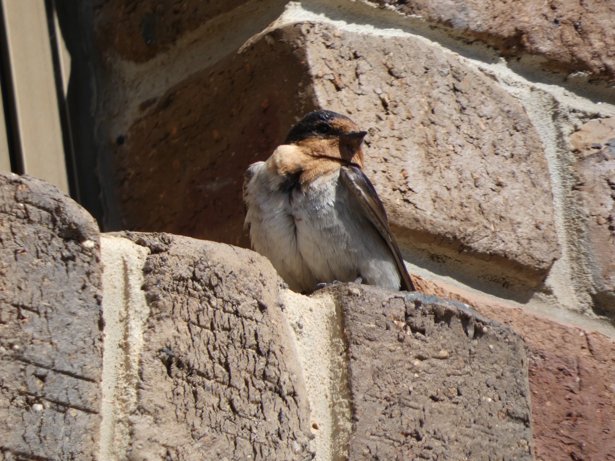 Welcome Swallow - ML645819265