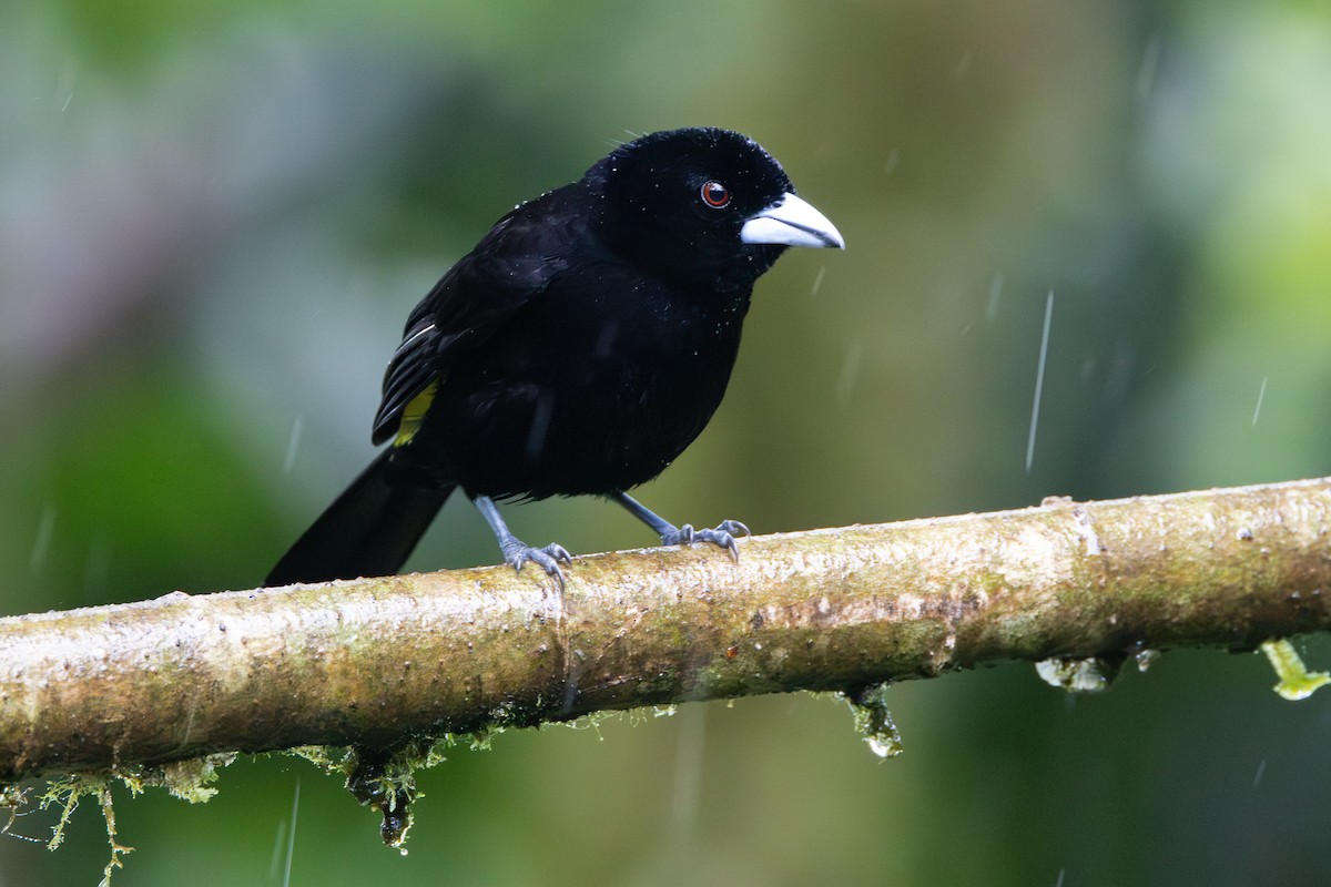Flame-rumped Tanager - ML645819267