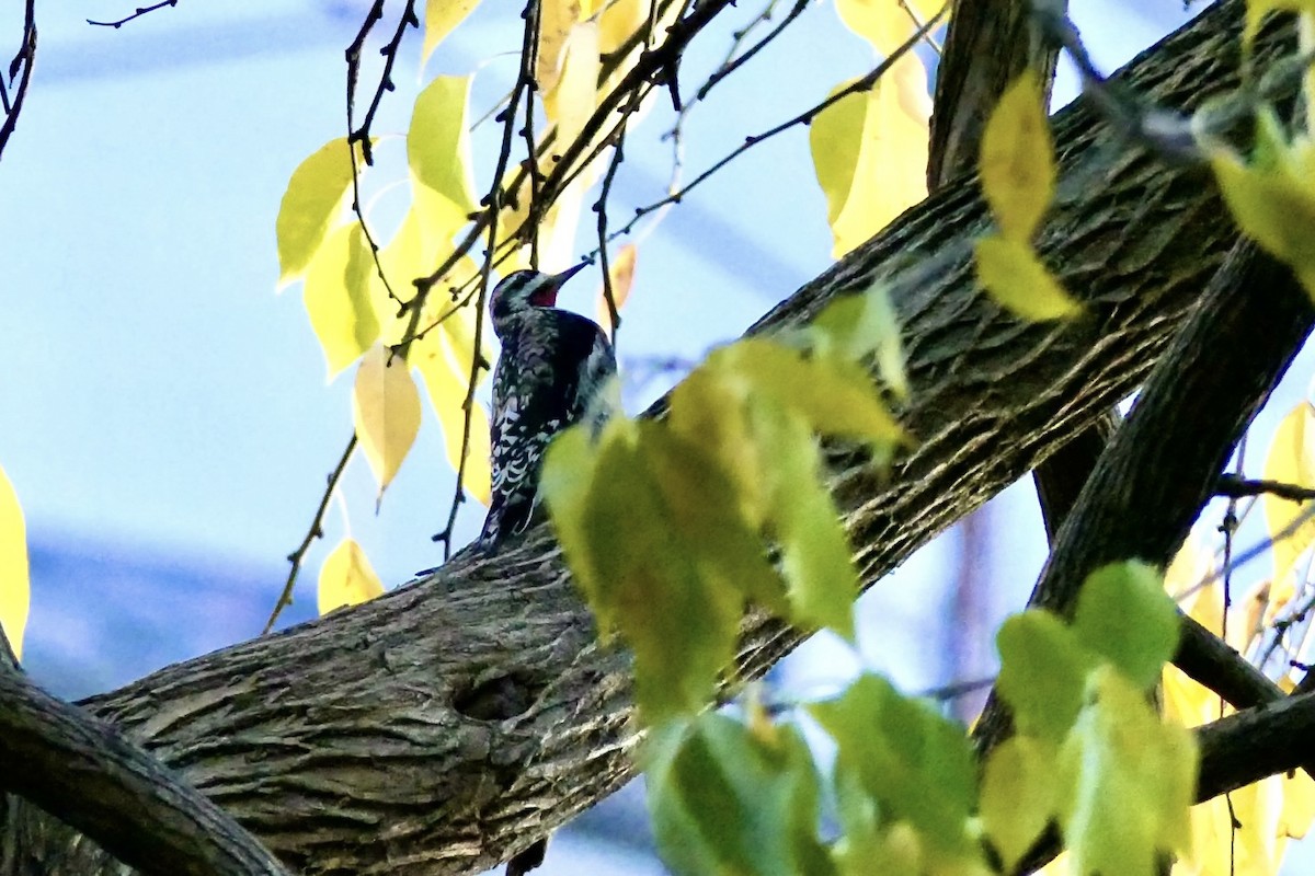 Yellow-bellied Sapsucker - ML645819268