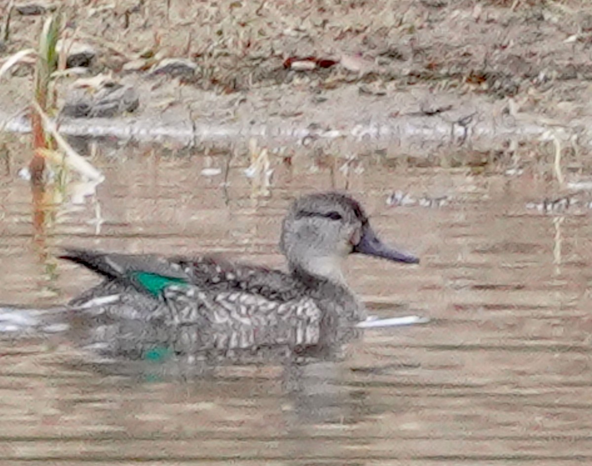 Green-winged Teal - ML645819269