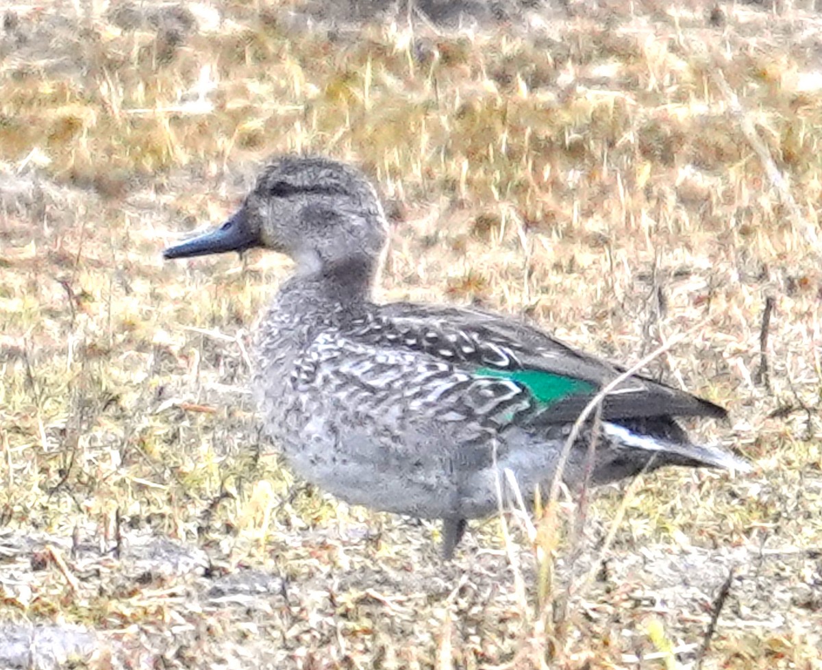 Green-winged Teal - ML645819270
