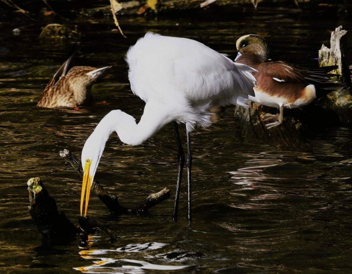 Great Egret - ML645819271