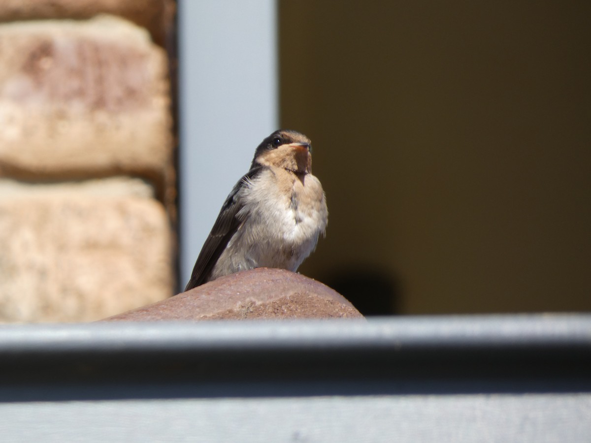 Welcome Swallow - ML645819272