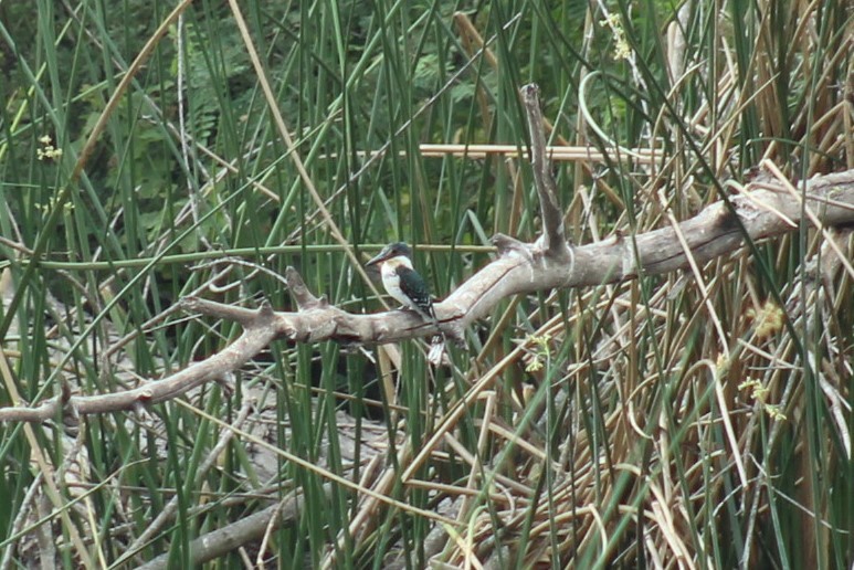 Green Kingfisher - ML645819273