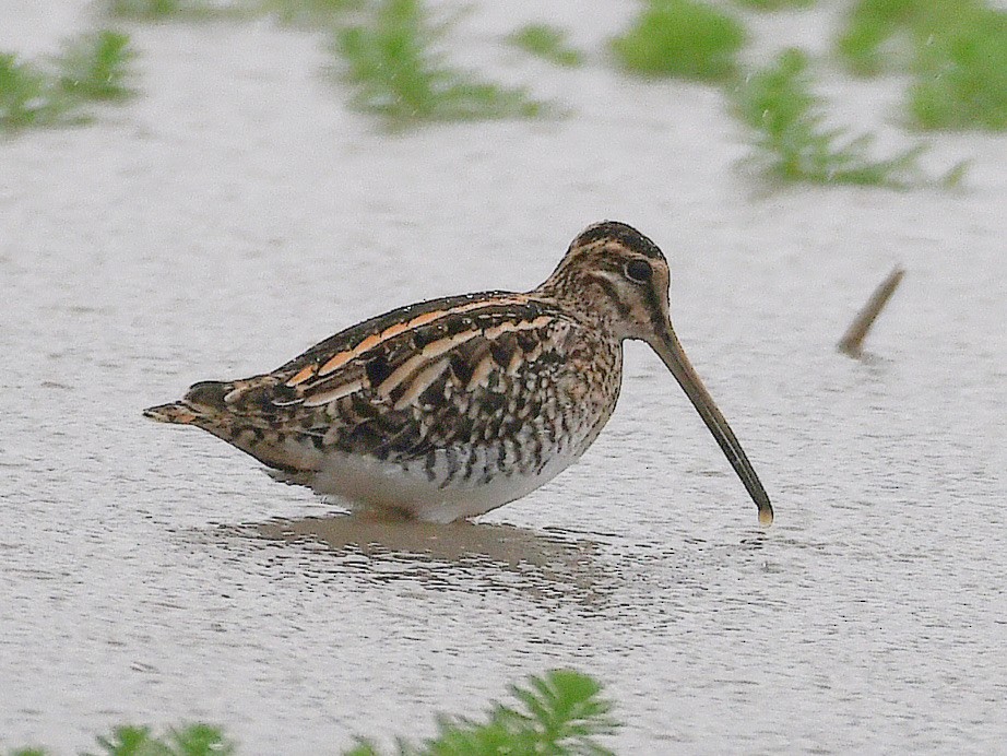 Common Snipe - ML645819275