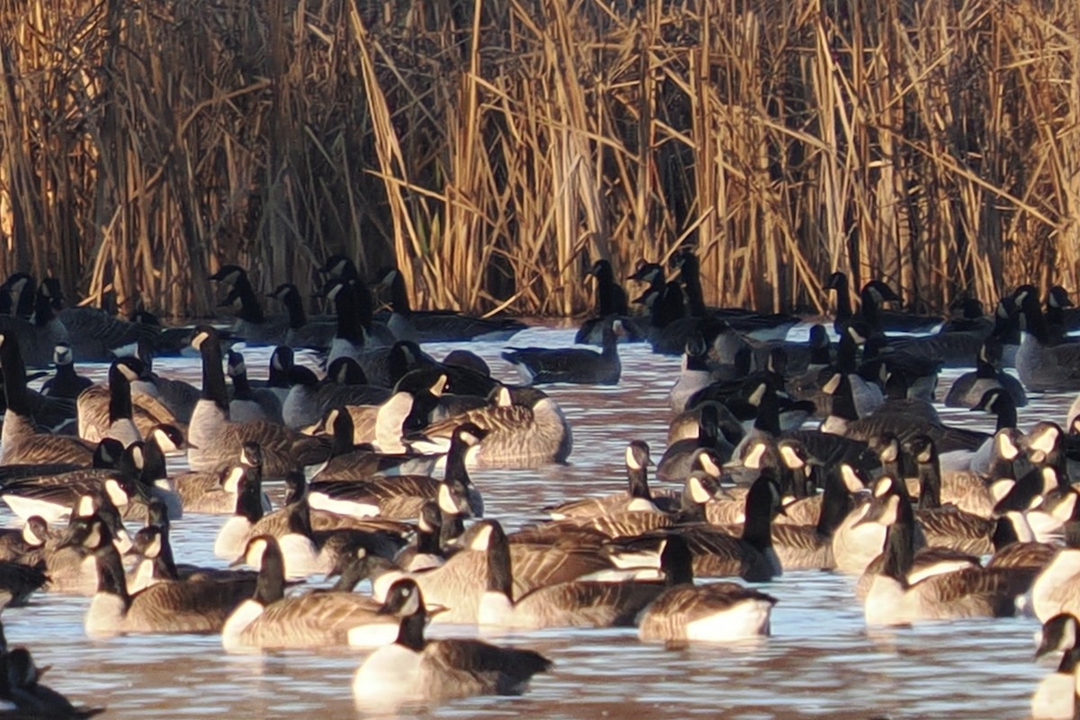Greater White-fronted Goose - ML645819276