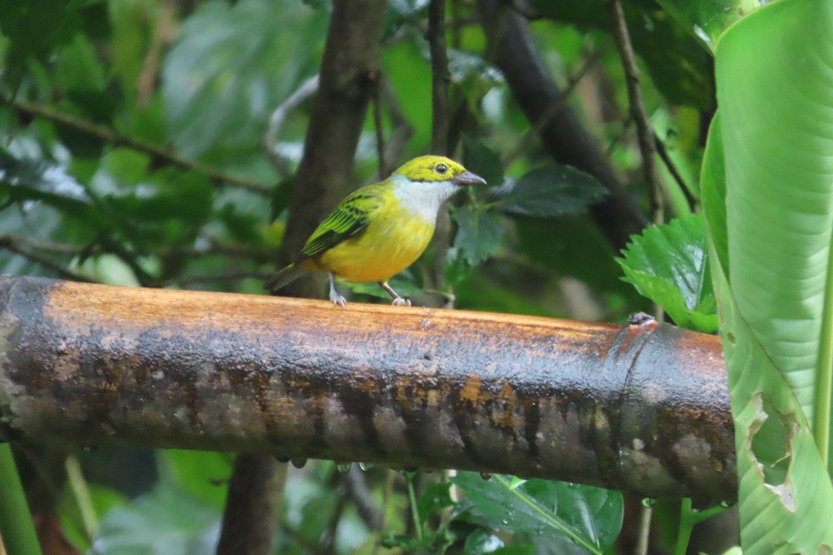 Silver-throated Tanager - ML645819280