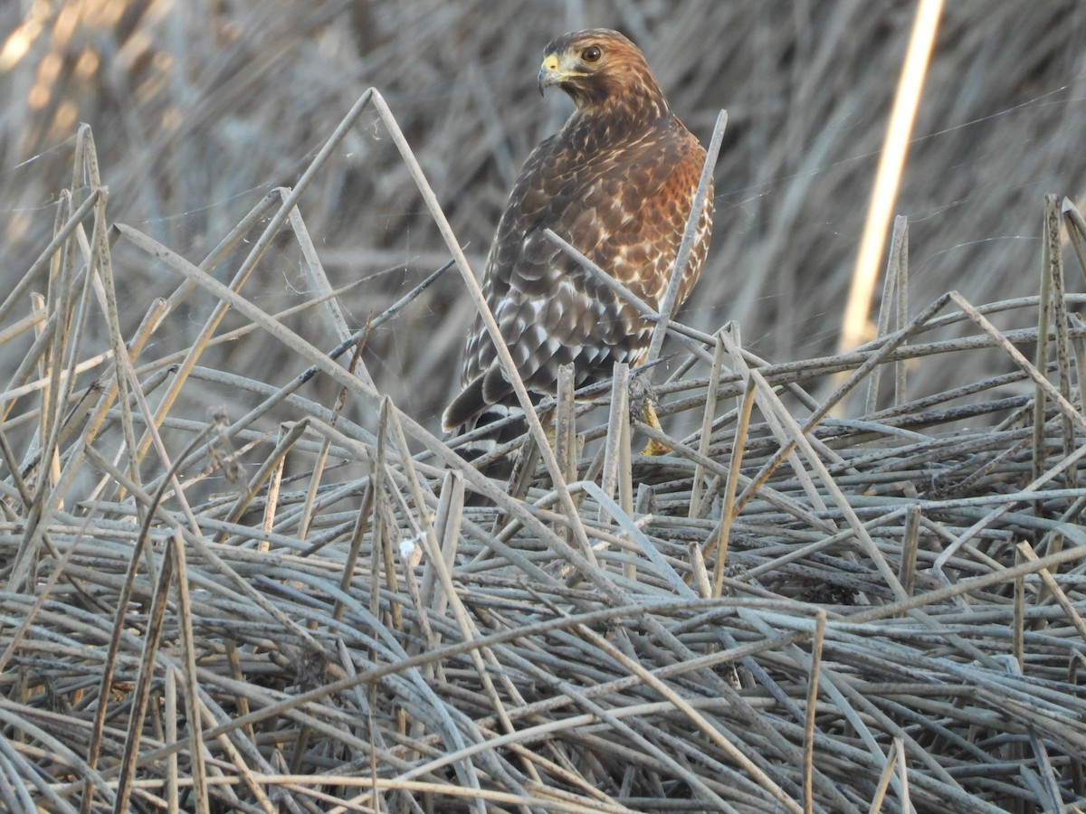 Red-shouldered Hawk - ML645819281